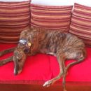 Galgo Darwin (ex Hinojo)