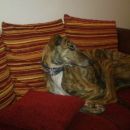 Galgo Darwin (ex Hinojo)