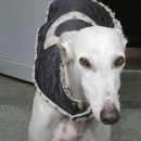Galga Devani