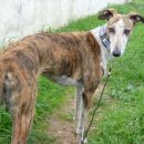 Galga Gina