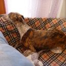 Galga Gina