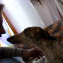 Galga Gina