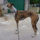 Galga Gina