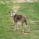 Galga Gina