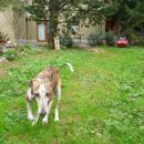 Galga Gina