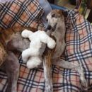 Galga Gina