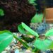 Anubias in somek