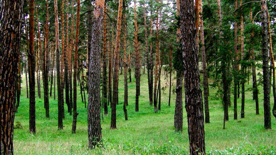 Narava - foto povečava