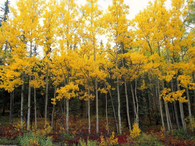 Alaska - Aspen and Birch, Denali National Park