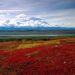 Alaska - Brilliant Colors of Denali National Park