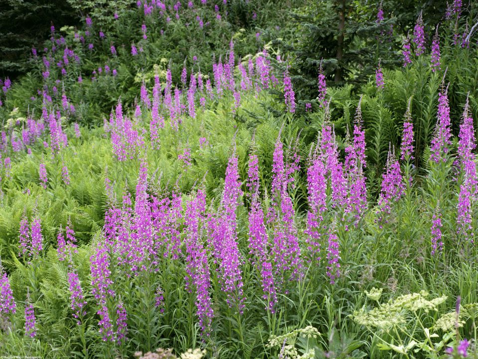 Alaska - Field of Fireweed