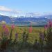 Alaska - Fireweed and Larkspur, Denali National Park