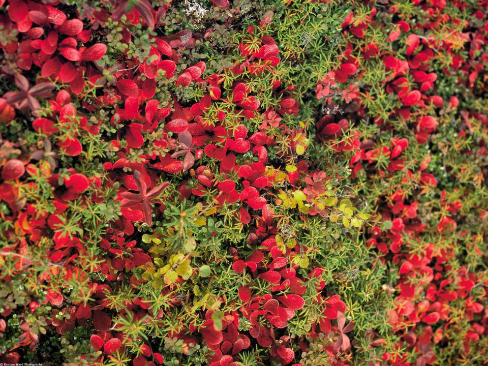 Alaska - Red Bear Berry, Denali National Park