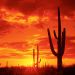 Arizona - Burning Sunset, Saguaro National Park Arizona