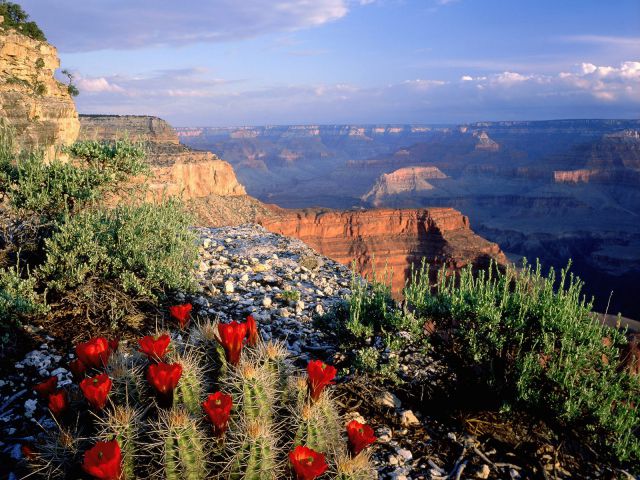 Arizona - Claret Cup Cactus, Grand Canyon National Park