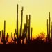 Arizona - Saguaro Cactus at Sunset