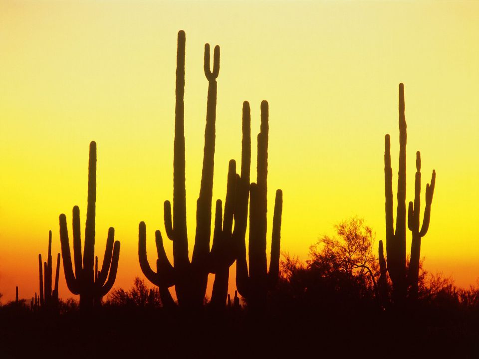 Arizona - Saguaro Cactus at Sunset