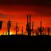 Arizona - Saguaros, Sonoran Desert