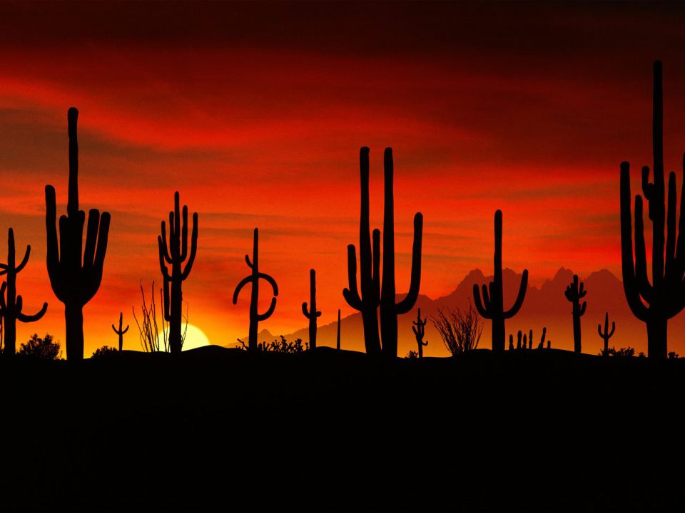 Arizona - Saguaros, Sonoran Desert