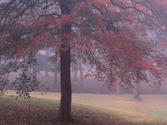 Arkansas - Black Gum Tree, Crowley's Ridge
