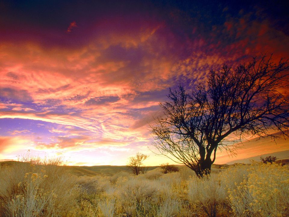 California - Almond Tree, Antelope Valley