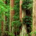 California - Ancient Giants, Big Basin Redwood State Park