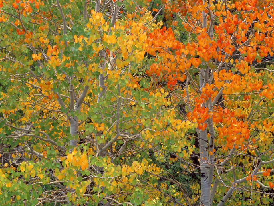 California - Aspen Trees in Early Autumn