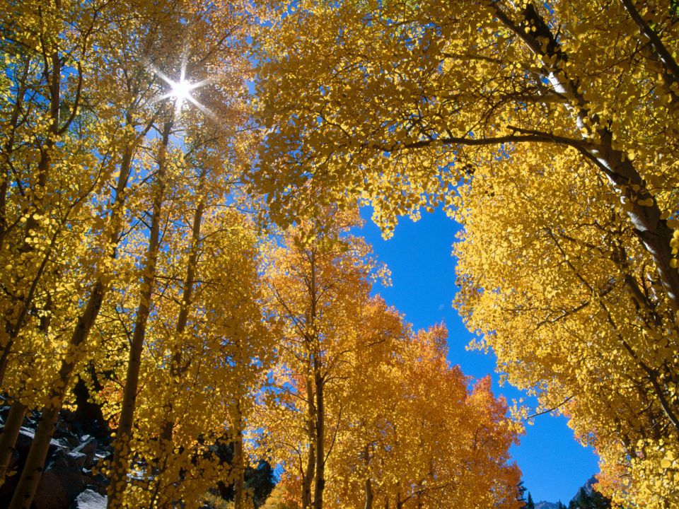 California - Autumn Colors, Inyo National Forest