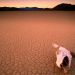 California - Bone Dry, Death Valley