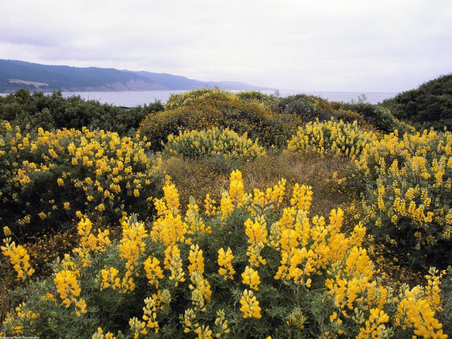 California - Butter Lupine, Ano Nuevo State Reserve