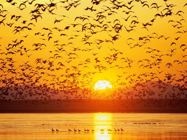 California - Canada Geese, Tule Lake, National Wildlife Refuge
