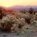 California - Cholla Cacti, Joshua Tree National Park