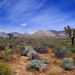 California - Desert Bloom,  Desert Conservation Area