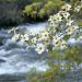 California - Dogwood Tree Blooms, Yosemite