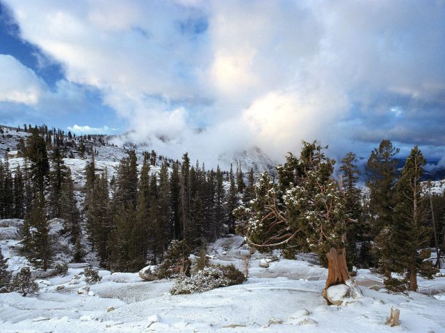 California - Early Snow Tree Huddle, Sierra Nevada