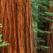 California - Giant Sequoia Trees, Mariposa Grove, Yosemite National Park