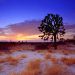 California - Joshua Tree Sunset, Mojave Desert