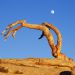 California - Moonrise Over Jeffrey Pine, Sentinel Dome, Yosemite National Park