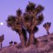 California - Moonrise Over Joshua Trees, Death Valley National Park