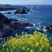 California - Pacific Coastline Wildflowers, Mendocino County