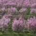 California - Peach Tree Orchard in Full Bloom, Lancaster