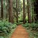 California - Prairie Creek Redwoods State Park