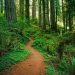 California - Redwood National Park
