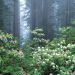 California - Redwoods and Blooming Rhododendrons