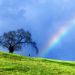 California - Rope Swing Memories, Near Petaluma