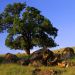 California - Sierra Nevada Foothills