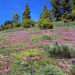 California - Springtime, Sierra Nevada Foothills