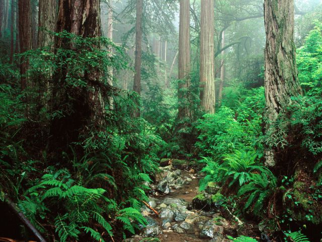 California - Webb Creek and Redwoods, Mount Tamalpais State Park