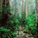 California - Webb Creek and Redwoods, Mount Tamalpais State Park