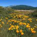 California - Yellow Brick Road,  Poppies